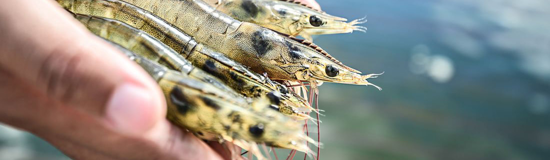 Aquaculture Banner