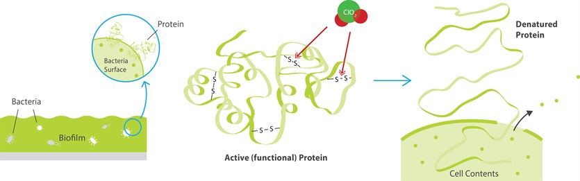 How Chlorine Dioxide React to Biofilm